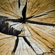 Image for article titled 44 Gnarly Photos of Wood